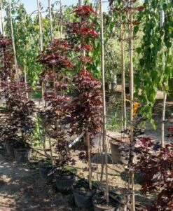 Klon Pospolity Crimson Centry Kolumnowy (H-80/180)