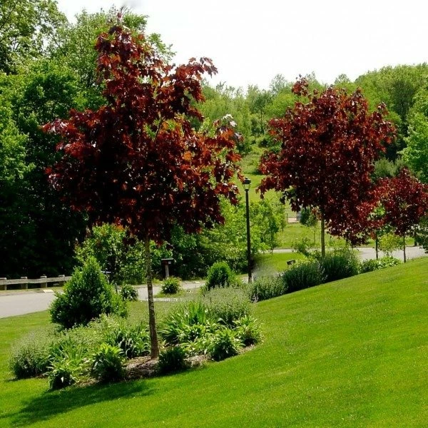 Klon Pospolity Crimson King