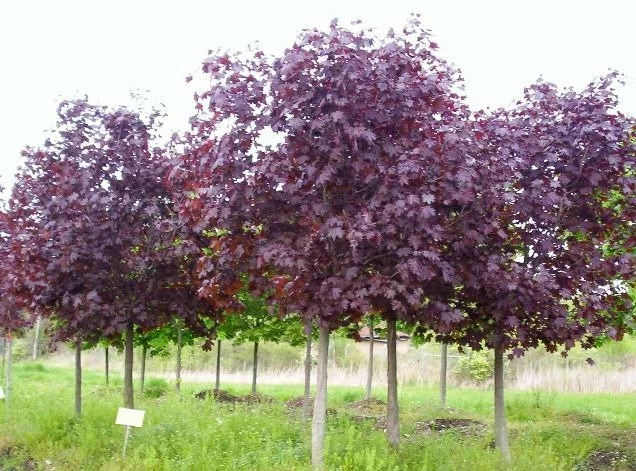 Klon Pospolity Crimson King - obrazek 5