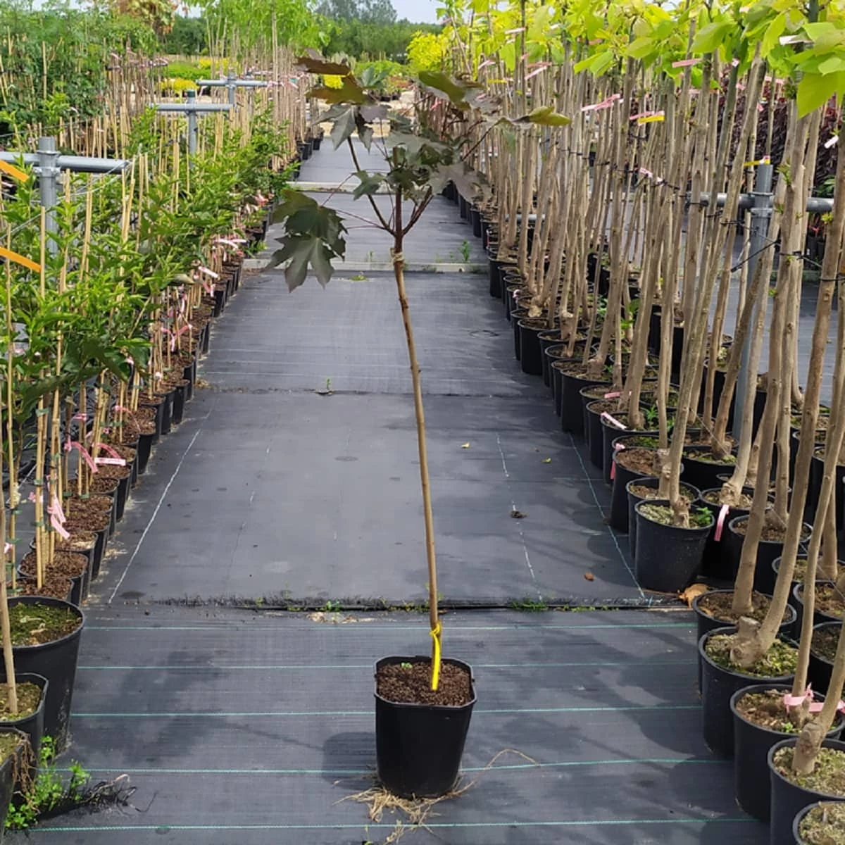 Klon Pospolity Crimson King - obrazek 3