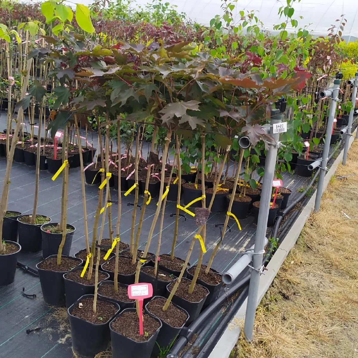 Klon Pospolity Crimson King - obrazek 4