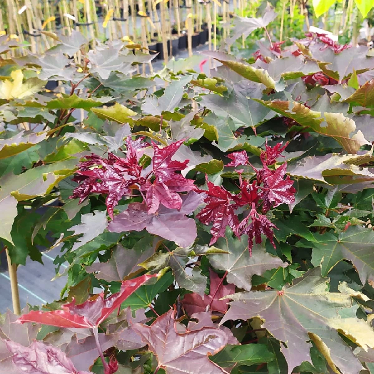 Klon Pospolity Crimson King - obrazek 2