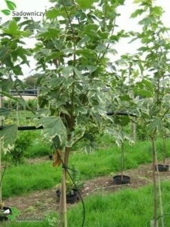 Klon Pospolity Drummondi 4-6cm, H-200-250