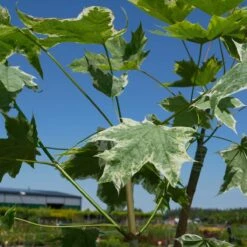 Klon Pospolity Drummondi Szczepiony Na Pniu