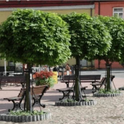 Klon Pospolity Globosum Szczepiony Na Pniu