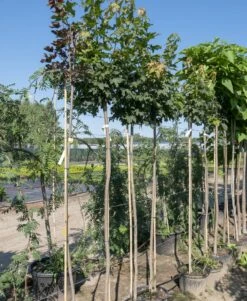 Klon Pospolity Globosum Szczepiony Na Pniu (Pa 120/200, Obw. 6-12cm, H-200/250)