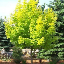 Klon Pospolity Priceton Gold Szczepiony Na Pniu