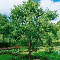 Klon Strz臋piastokory