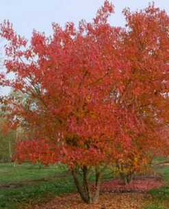 Klon Tatarski Ginnala Ognisty