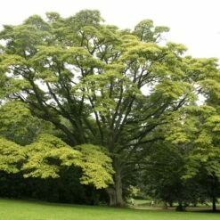 Korkowiec Amurski Ozdobny I Bardzo Odporny Miododajny