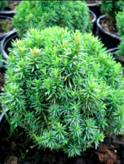 Kryptomeria Japońska Comperssa