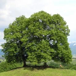 Lipa Drobnolistna Erecta