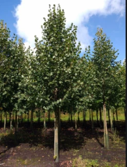 Lipa Drobnolistna Greenspire (obw. 2-4cm)