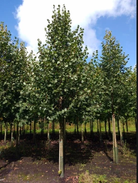 Lipa Drobnolistna Greenspire (obw. 2-4cm)