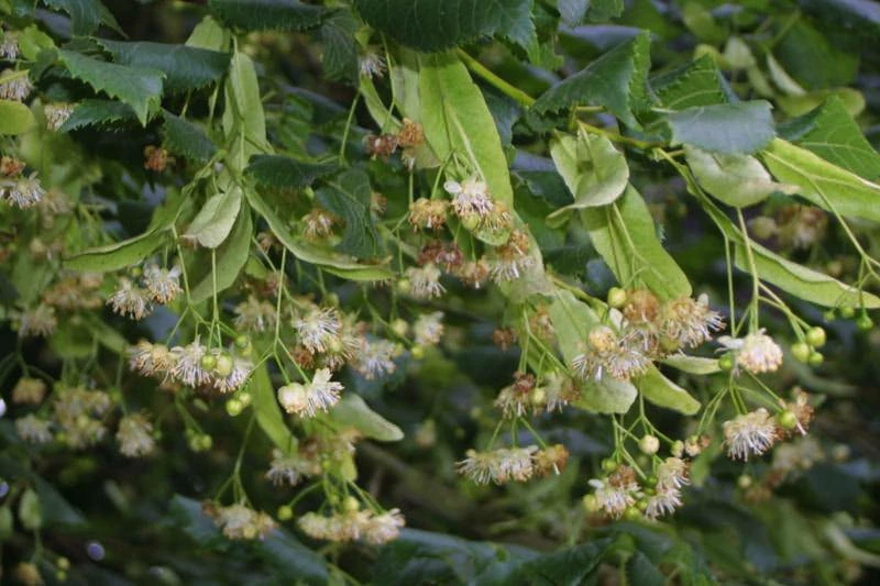 Lipa Drobnolistna Greenspire (obw. 2-4cm) - obrazek 3