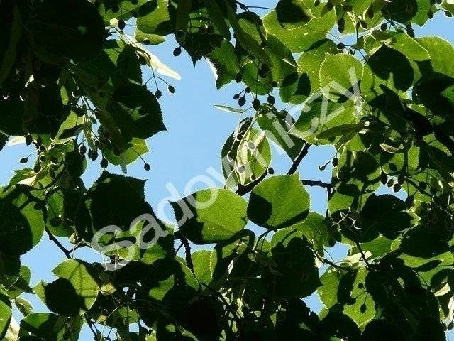 Lipa Drobnolistna Greenspire (obw. 2-4cm) - obrazek 4