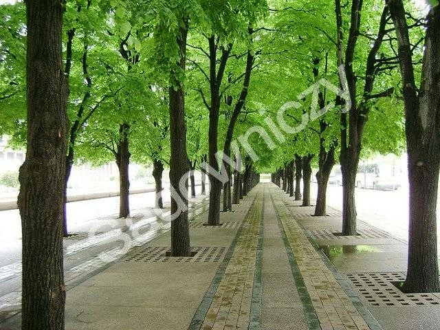 Lipa Drobnolistna Greenspire (obw. 2-4cm) - obrazek 5