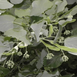 Lipa Srebrzysta Tilia Tomentosa (C2)