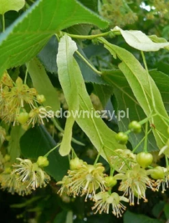 Lipa Szerokolistna (obw. 8/12cm H200/300)