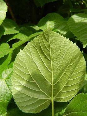 Lipa Szerokolistna (obw. 8/12cm H200/300) - obrazek 2