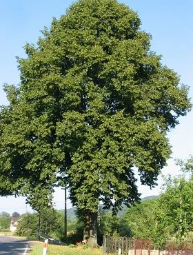 Lipa Szerokolistna (obw. 8/12cm H200/300) - obrazek 3