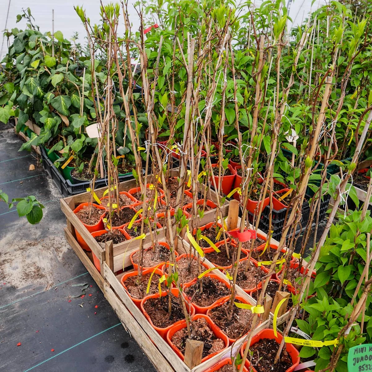 MINI KIWI Aktinidia Ostrolistna Jumbo Żeńska Zielona - obrazek 4