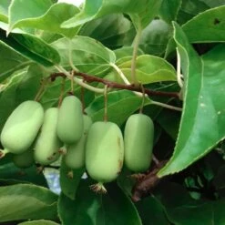 MINI KIWI Aktinidia Ostrolistna Jumbo Żeńska Zielona