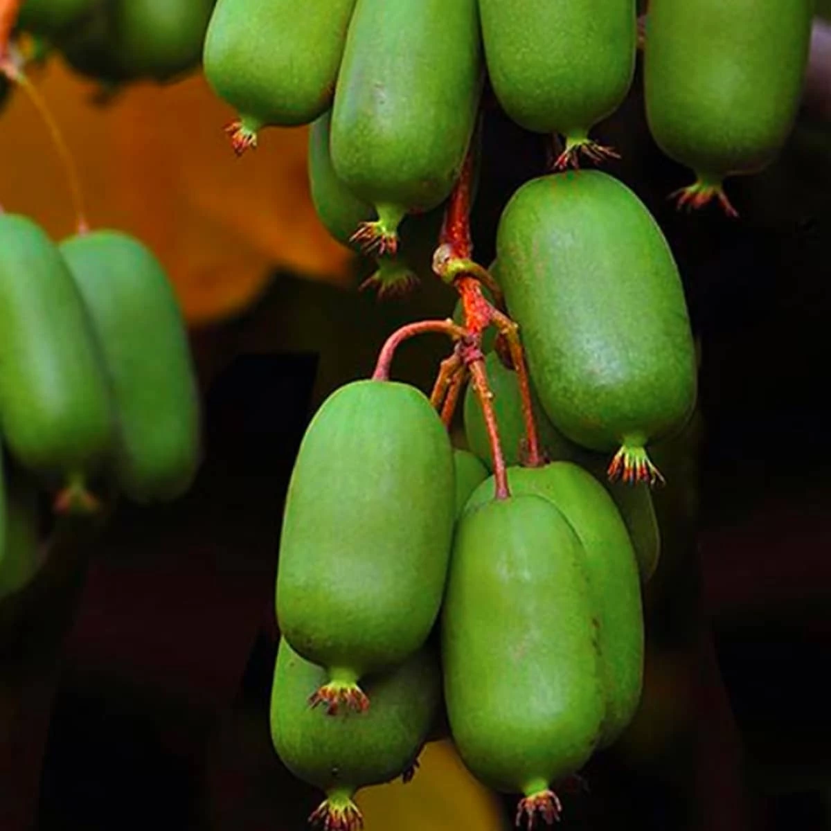 MINI KIWI Aktinidia Ostrolistna Jumbo Żeńska Zielona - obrazek 2