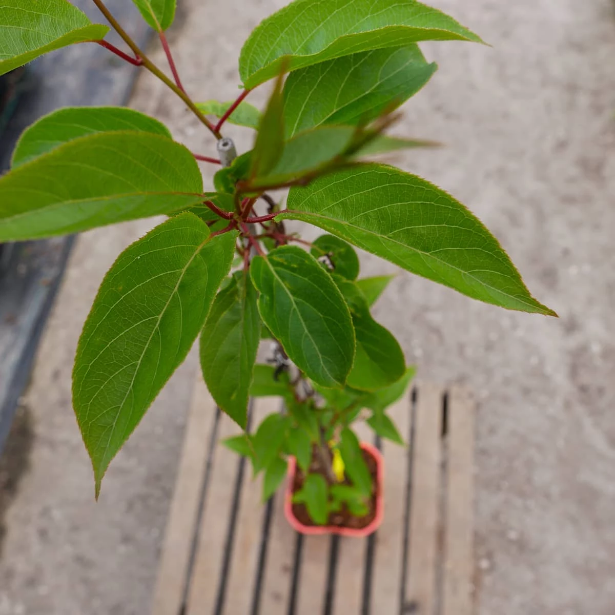 MINI KIWI Aktinidia Ostrolistna Jumbo Żeńska Zielona - obrazek 5