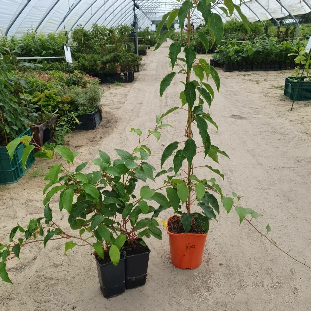 MINI KIWI Aktinidia Rogów - obrazek 4