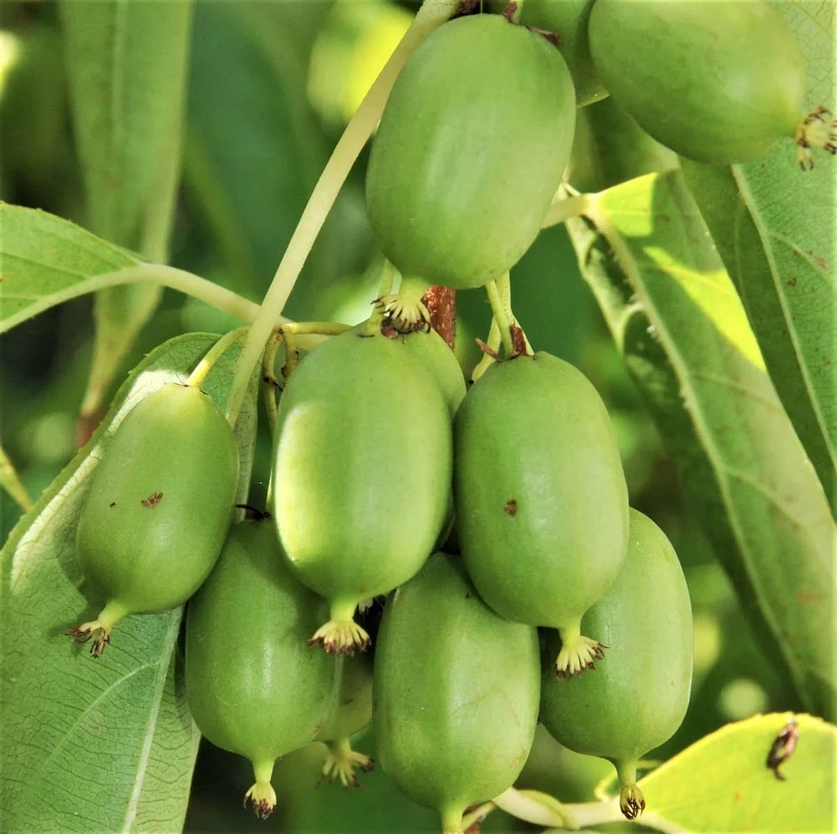 MINI KIWI Aktinidia Rogów - obrazek 2