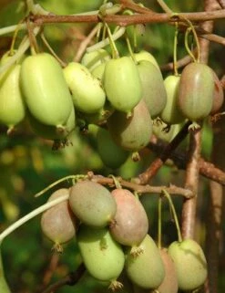 MINI KIWI Aktinidia Rogów