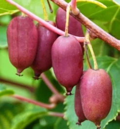 MINI KIWI Aktinidia Ostrolistna Hardy Red żeńska