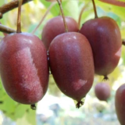 MINI KIWI Aktinidia Ostrolistna Purpurna Sadowa żeńska