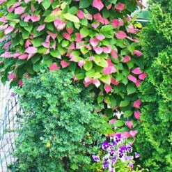 MINI KIWI Aktinidia Pstrolistna Adam Męska