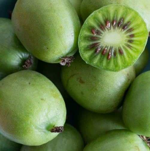 MINI KIWI Aktinidia Pstrolistna Sientiabrskaja żeńska