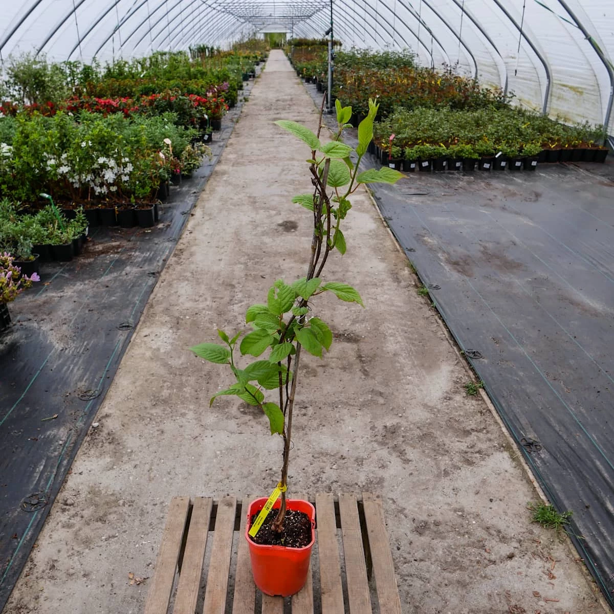 MINI KIWI Aktinidia Pstrolistna Sientiabrskaja żeńska - obrazek 5