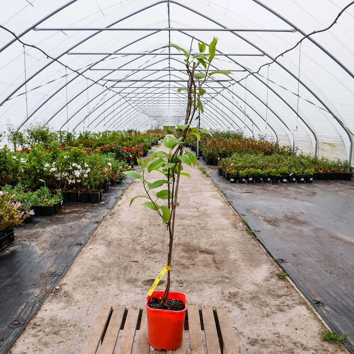 MINI KIWI Aktinidia Pstrolistna Sientiabrskaja żeńska - obrazek 3