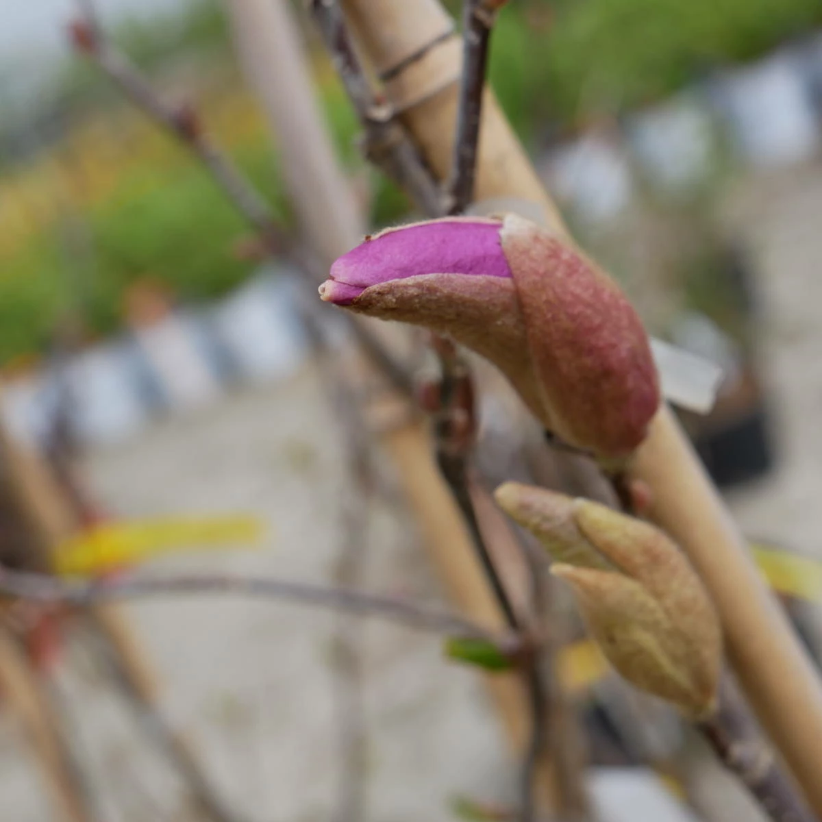 Magnolia Betty - obrazek 3