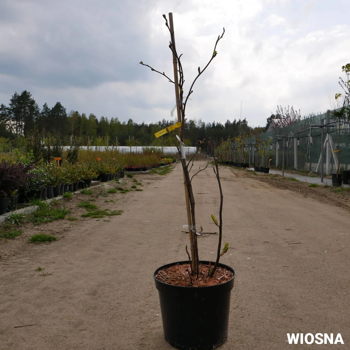 Magnolia Betty - obrazek 5