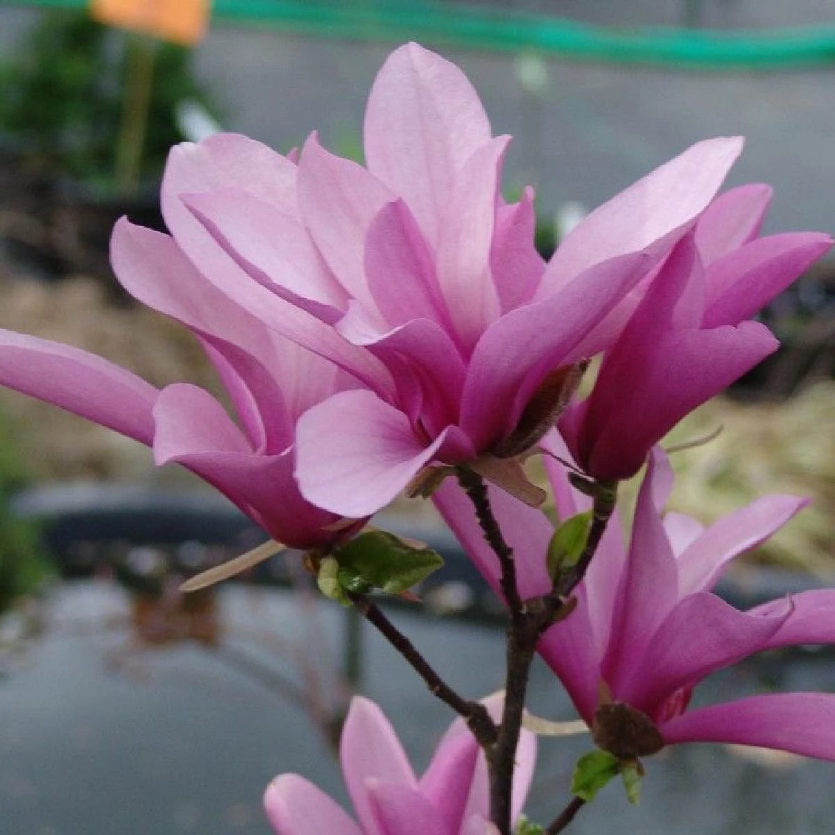 Magnolia Betty