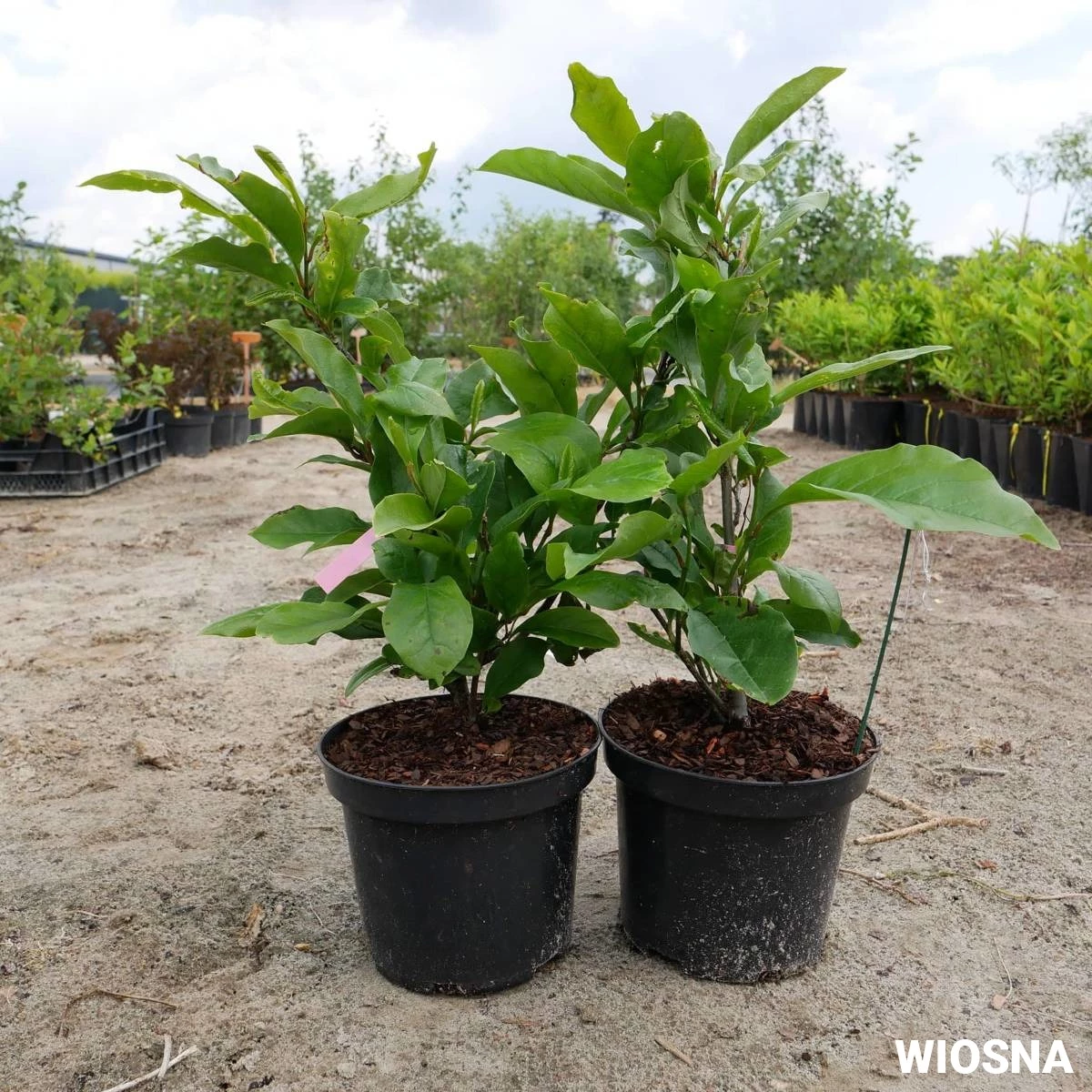 Magnolia Betty - obrazek 4