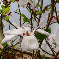 Magnolia Soulange'a Picture