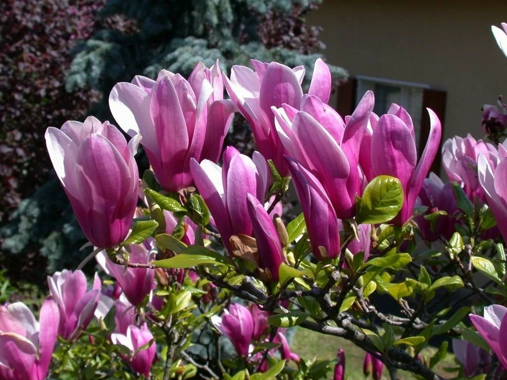 Magnolia Susan (C2)