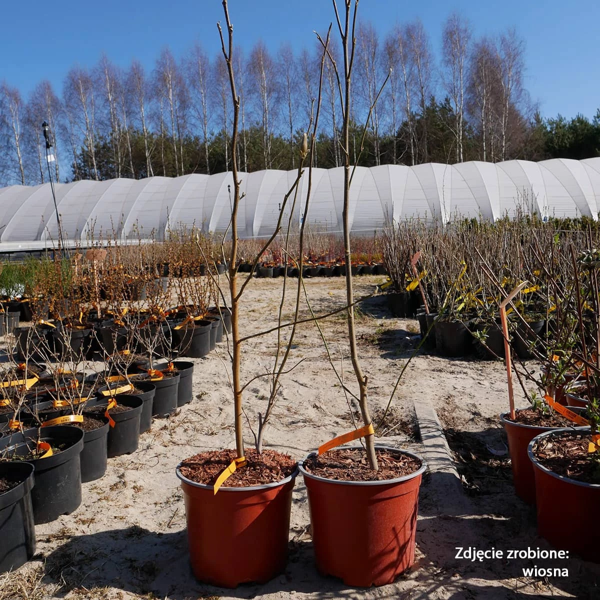 Magnolia Susan (C2) - obrazek 2