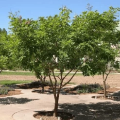 Makia Amurska Maackia Amurensis