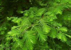 Metasekwoja Chi艅ska