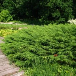 Mikrobiota Syberyjska Mrozoodporna (C2)