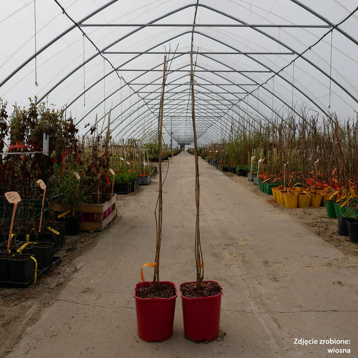 Milin Amerykański Flamenco - obrazek 4