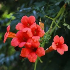 Milin Amerykański Flamenco